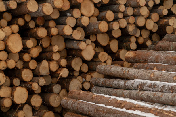 istock Wooden logs for construction or heating 1138004492