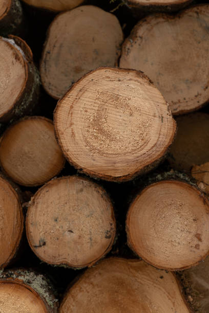 istock Wooden logs for construction or heating 1138004732
