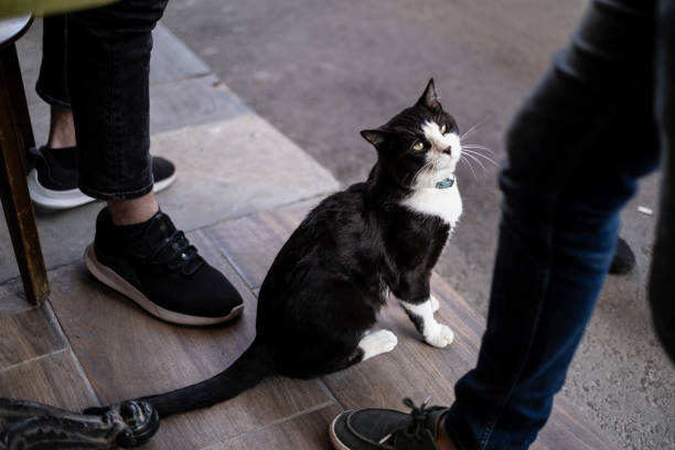 istock Stray Cat of Outside 1138004741