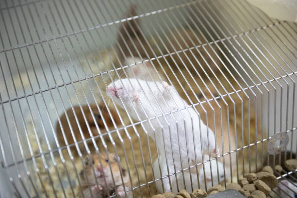 istock rats are in a cage in a pet store 1138004870