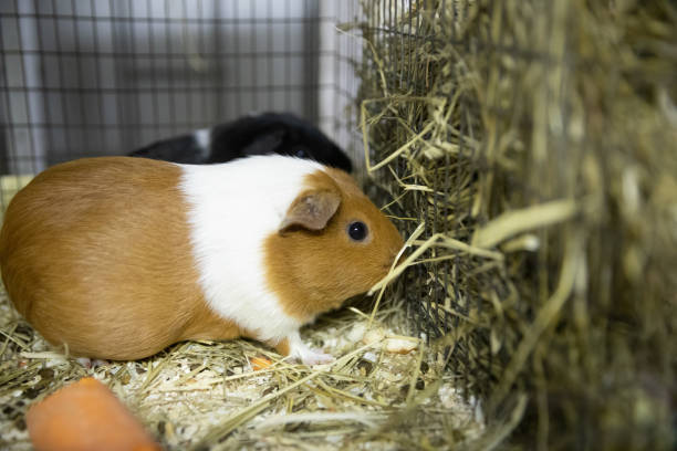istock guinea pigs live in a cage 1138004871