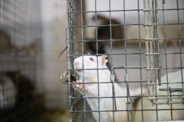 istock rats are in a cage in a pet store 1138004928