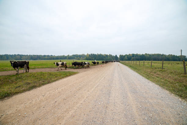 istock empty gravel road in autumn 1138005021