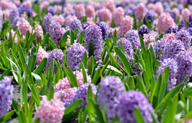 istock Flowerbed with colorful hyacinths, traditional spring flower, Easter flower, Easter background, floral background 1138005871