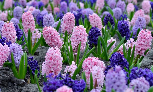 istock Flowerbed with colorful hyacinths, traditional spring flower, Easter flower, Easter background, floral background 1138005882