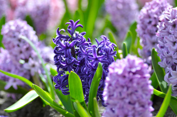 istock Flowerbed with colorful hyacinths, traditional spring flower, Easter flower, Easter background, floral background 1138005885