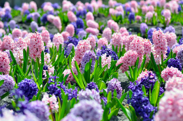 Flowerbed with colorful hyacinths, traditional spring flower, Easter flower, Easter background, floral background Flowerbed with colorful hyacinths, traditional spring flower, Easter flower, Easter background, floral background flower head stock pictures, royalty-free photos & images