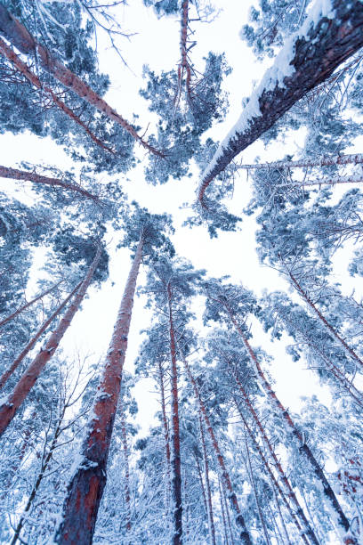 istock Snow-covered trunks and tops of pines 1138005946