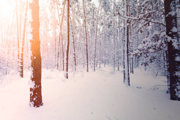 istock Snow-covered trunks and tops of pines 1138005952