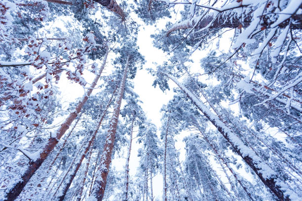 istock Snow-covered trunks and tops of pines 1138005965