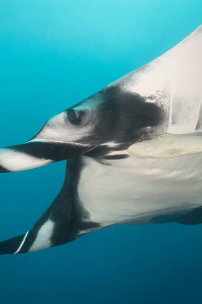 istock A flying manta ray in Socorro Island 1138007077