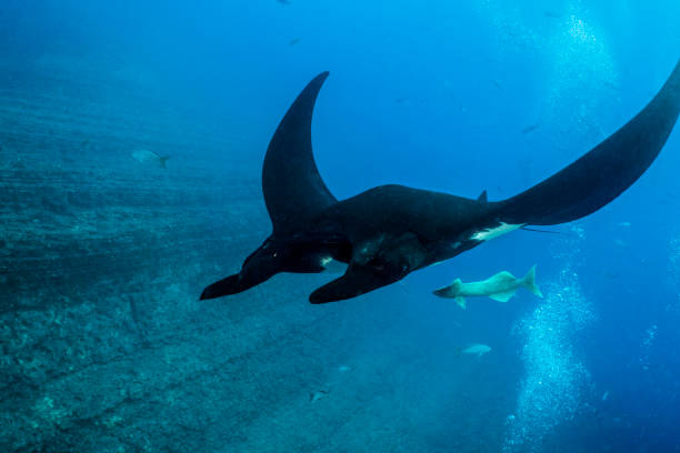 istock A flying manta ray in Socorro Island 1138007091