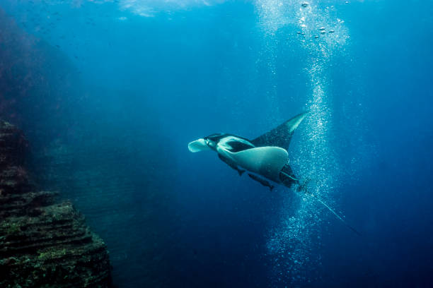 istock A flying manta ray in Socorro Island 1138007095