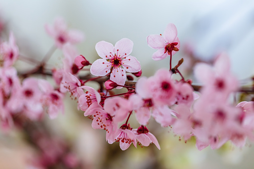 Japanese Cherry Blossom, Detail of blooming Cherry Blossom. Japan, Asia.