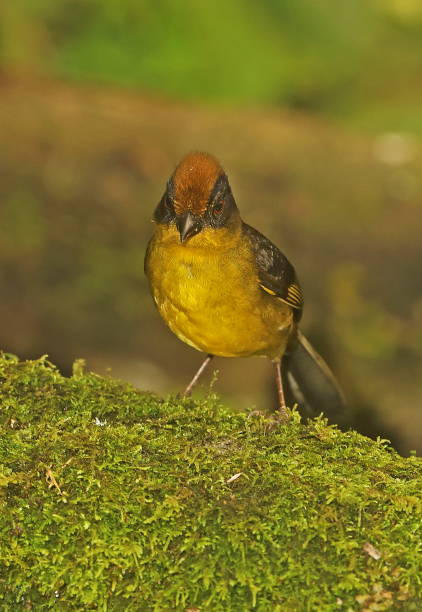 istock Yellow-breasted Brush-finch 1138008036