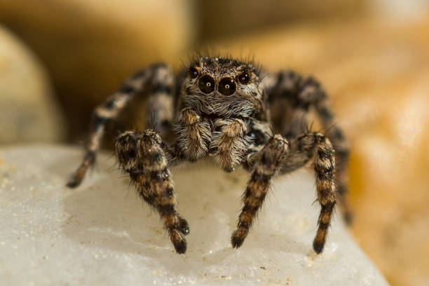istock Macro closeup. Hyllus semicupreus Jumping Spider on a rock. 1138008452