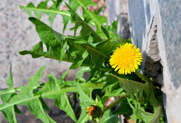 istock Dandelion flower growing from pavement 1138009789