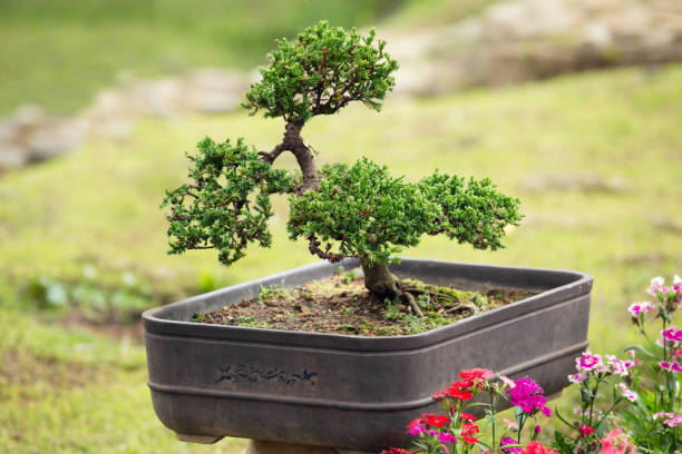 bonsai - an ornamental tree or shrub grown in a pot