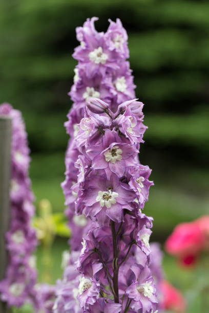 istock Purple Delphinium Flower in Garden 1138010214