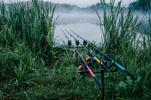 Three carp fishing rods in rod pod on a background of lake and nature. Fishing background. Carp fishing. Misty morning. Holder rods. wilderness area. Signaling devices.