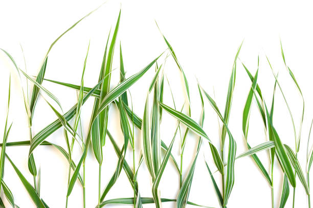 istock decorative green grass with white stripes isolated on a white background 1138011123