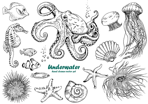 Set of underwater creatures, octopus, jellyfish, starfish, seahorse, sea urchin, shells and tropical fishes.