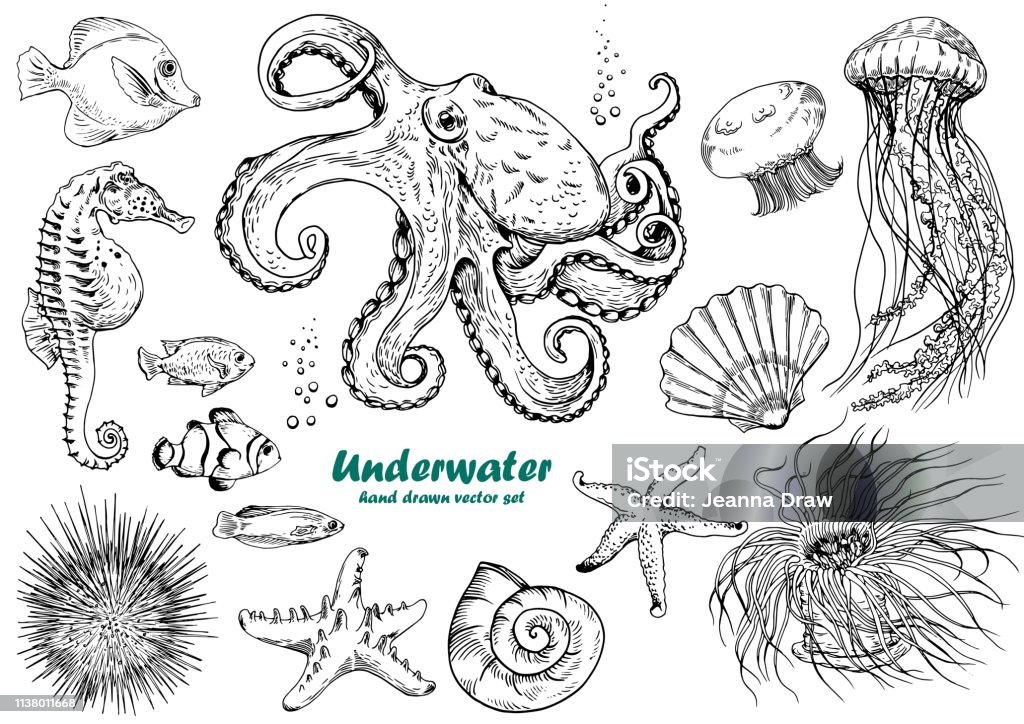 Set of underwater creatures. Set of underwater creatures, octopus, jellyfish, starfish, seahorse, sea urchin, shells and tropical fishes. Jellyfish stock vector