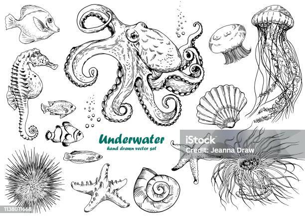 Set Of Underwater Creatures Stock Illustration - Download Image Now - Jellyfish, Illustration, Seahorse