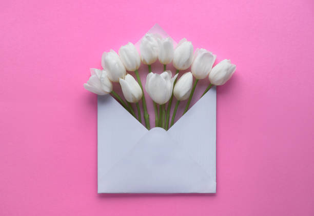 istock Springtime flat lay, white tulips in white envelope on pink paper background, 1138012917
