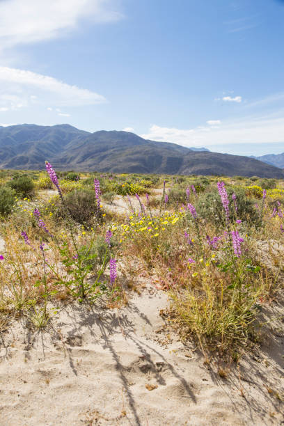 istock Flowers in Landscape 1138013019