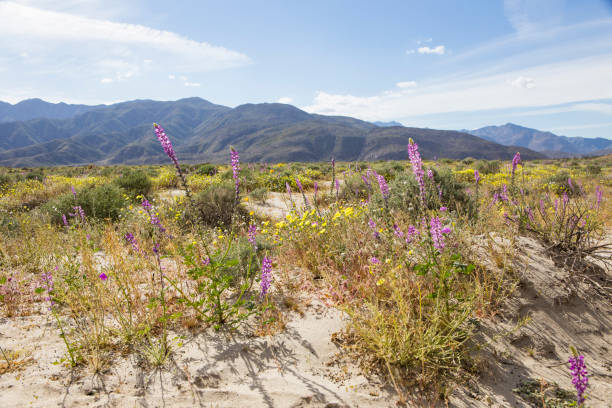 istock Flowers in Landscape 1138013082