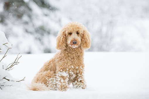 Portrait of cute apricot poodle in the wonderful winter landscape, Weissensee, Austrian Alps, Austria