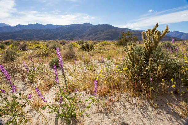istock Desert Landscape Flower Bloom 1138013670