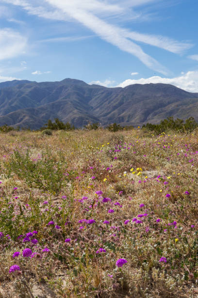 istock Flowers in Bloom at Anza Borrego Desert State Park 1138013827
