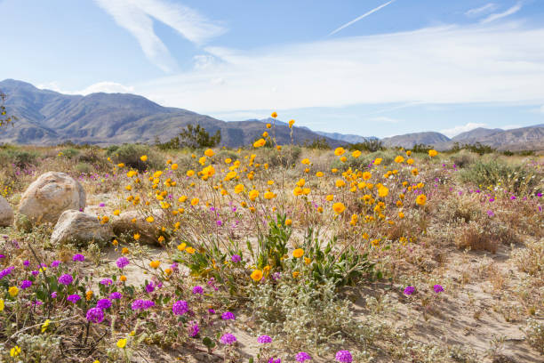 istock Flowers in Bloom at Anza Borrego Desert State Park 1138013841