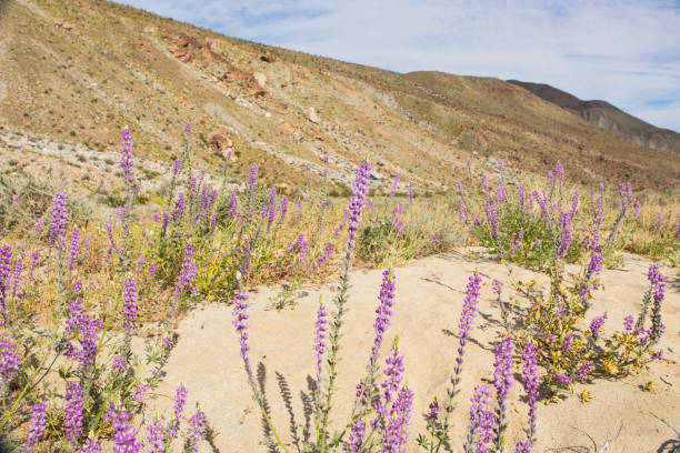 istock Flowers in Landscape 1138013891
