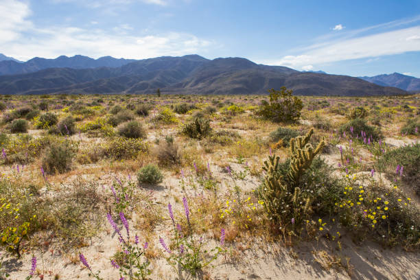 istock Desert Landscape Flower Bloom 1138013895