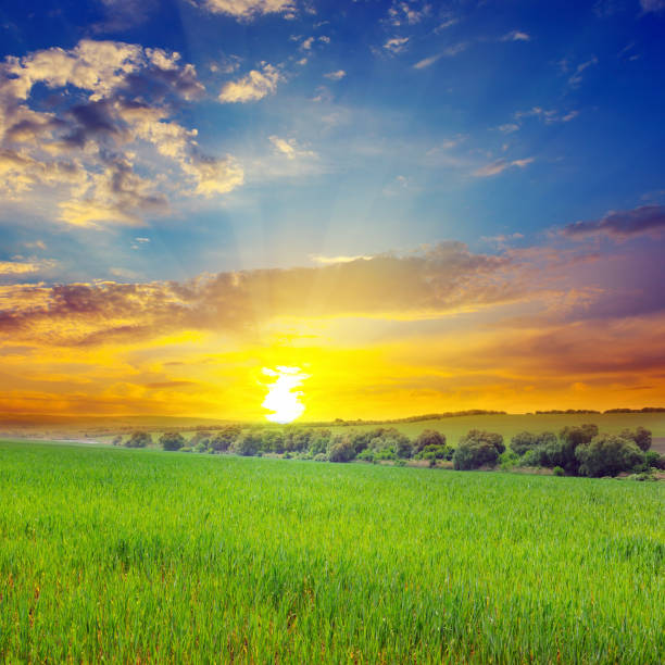 istock Green field and blue sky with light clouds. 1138014012