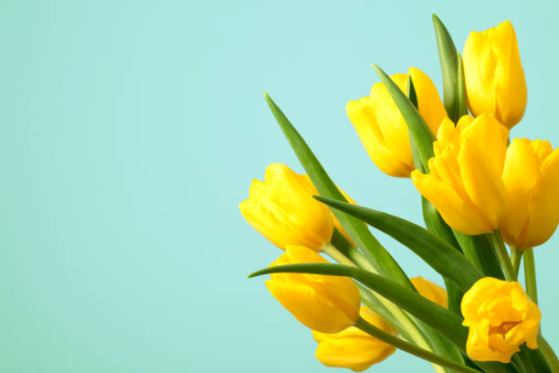 istock Tulips on an aquamarine background 1138014433