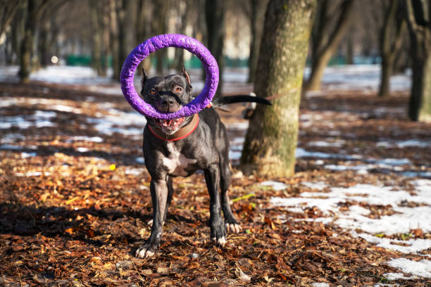 istock Cute American pit bull  terrier dog hold puller toy in teeth for a walk in the park 1138015431