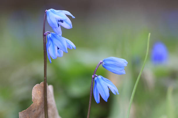 istock scilla bifolia wild flowers in spring forest 1138015442