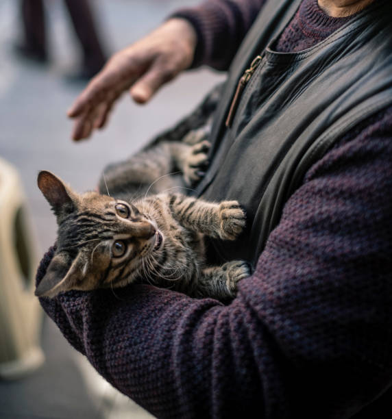 istock Stray Cat of Outside 1138015613