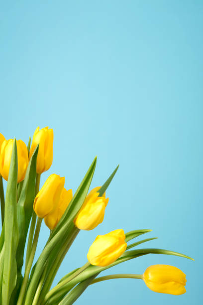 istock Tulips on a blue background 1138015623