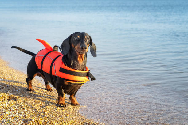 chien de race de teckel, noir et beige, portant la veste de la vie orange tout en restant sur la plage en mer contre le ciel bleu - pets water lake sky photos et images de collection