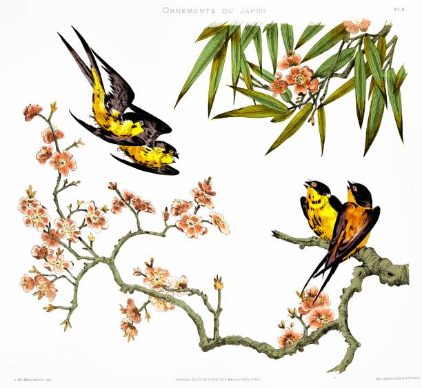 illustrations, cliparts, dessins animés et icônes de quatre hirondelles japonaises sur des arbres de fleurs. du japon ornements 1883 - illustration and painting old fashioned image created 19th century antique