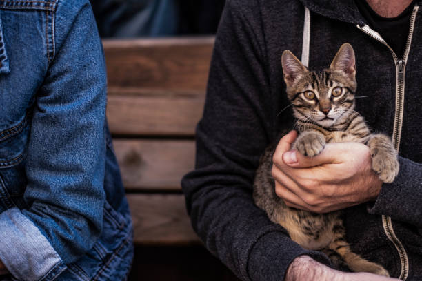 istock Stray Cat of Outside 1138015871