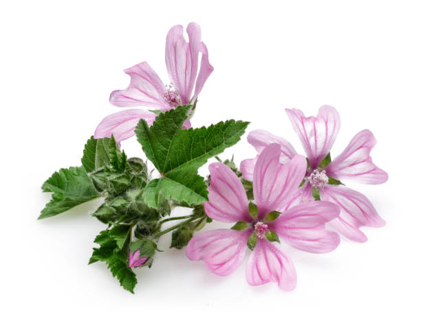 istock Mallow plant with flowers and leaves isolated 1138017894
