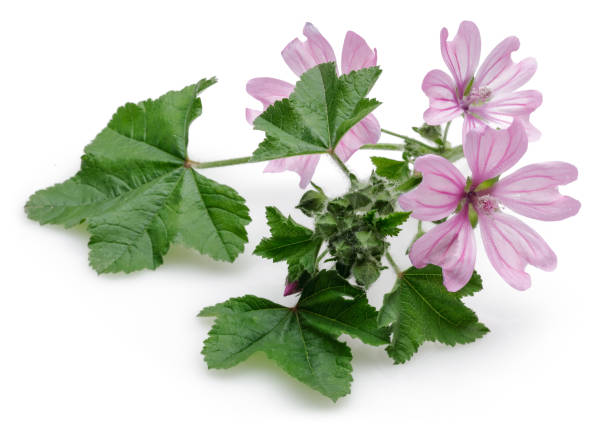 istock Mallow plant with flowers and leaves isolated 1138017978