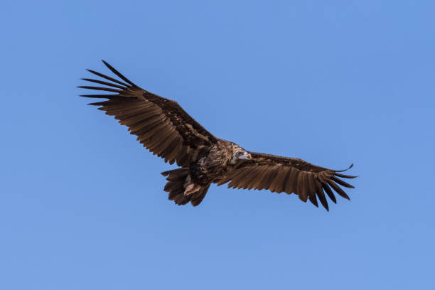 Cinereous vulture. The bird is flying and looking for prey. Cinereous vulture. The bird is flying and looking for prey. Chyornye Zemli (Black Lands) Nature Reserve, Kalmykia region, Russia. eurasian black vulture stock pictures, royalty-free photos & images