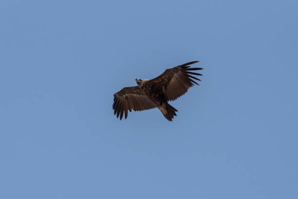 istock Cinereous vulture. The bird is flying and looking for prey. 1138018353